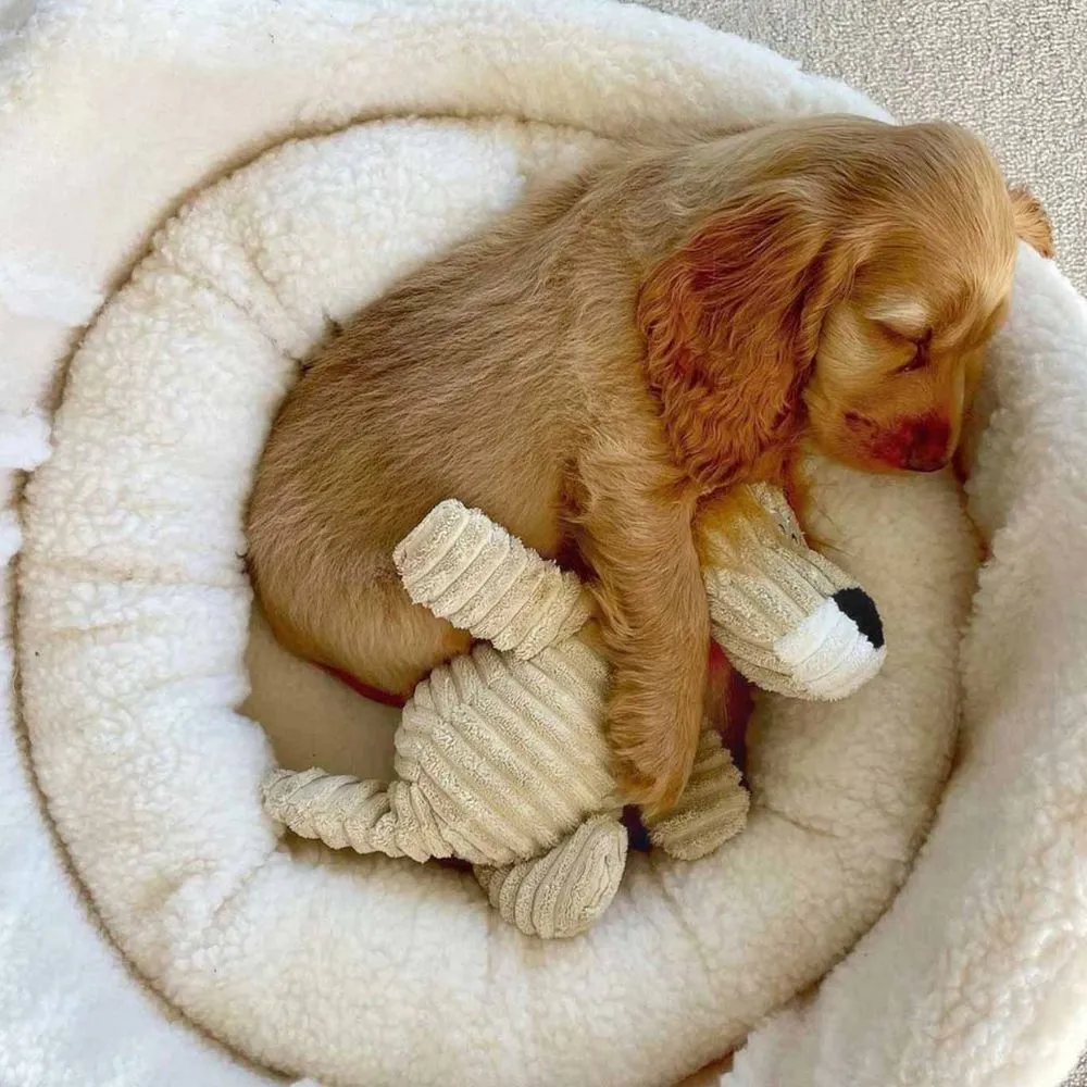 Danish Design My First Bed - Puppy Bed