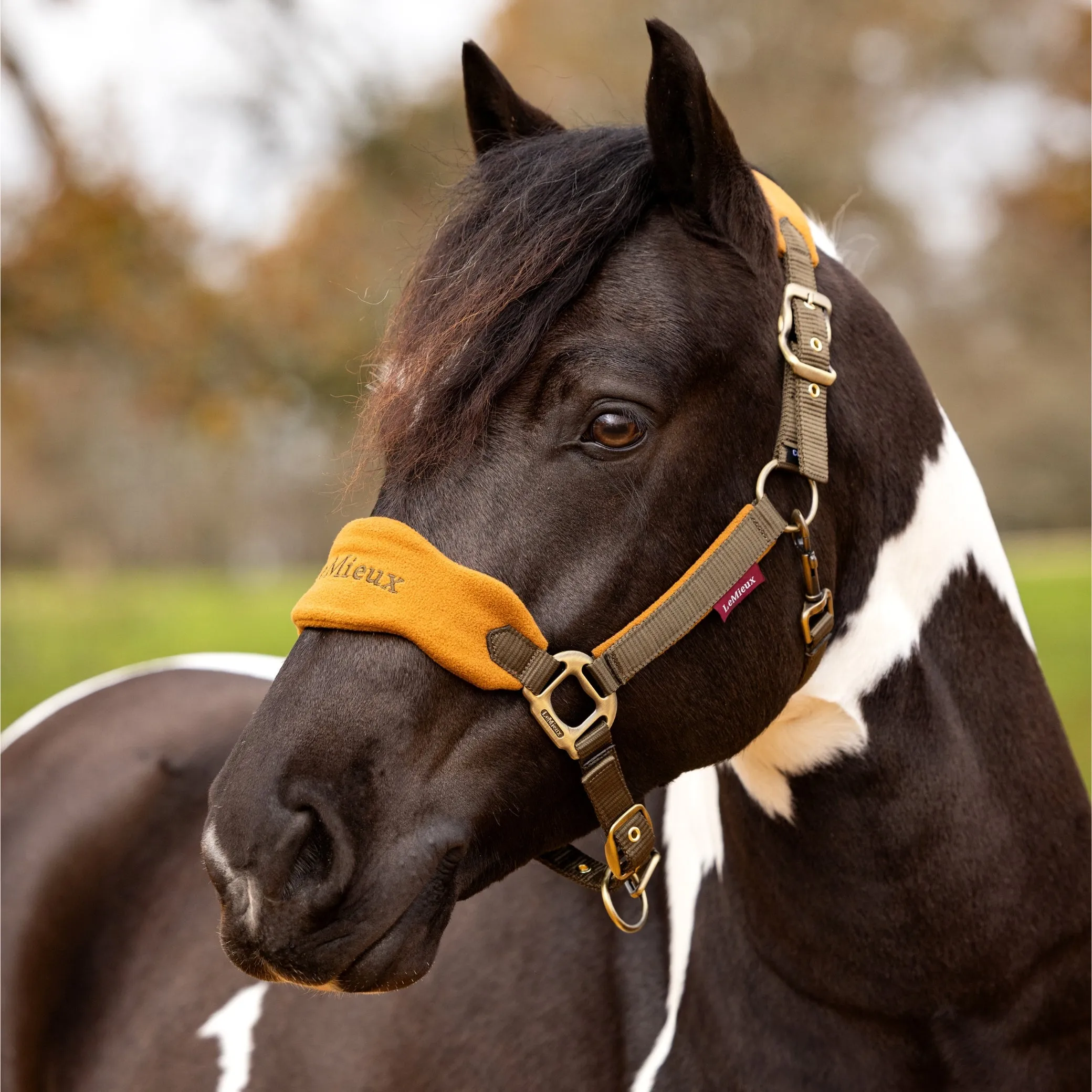 LeMieux Vogue Headcollar