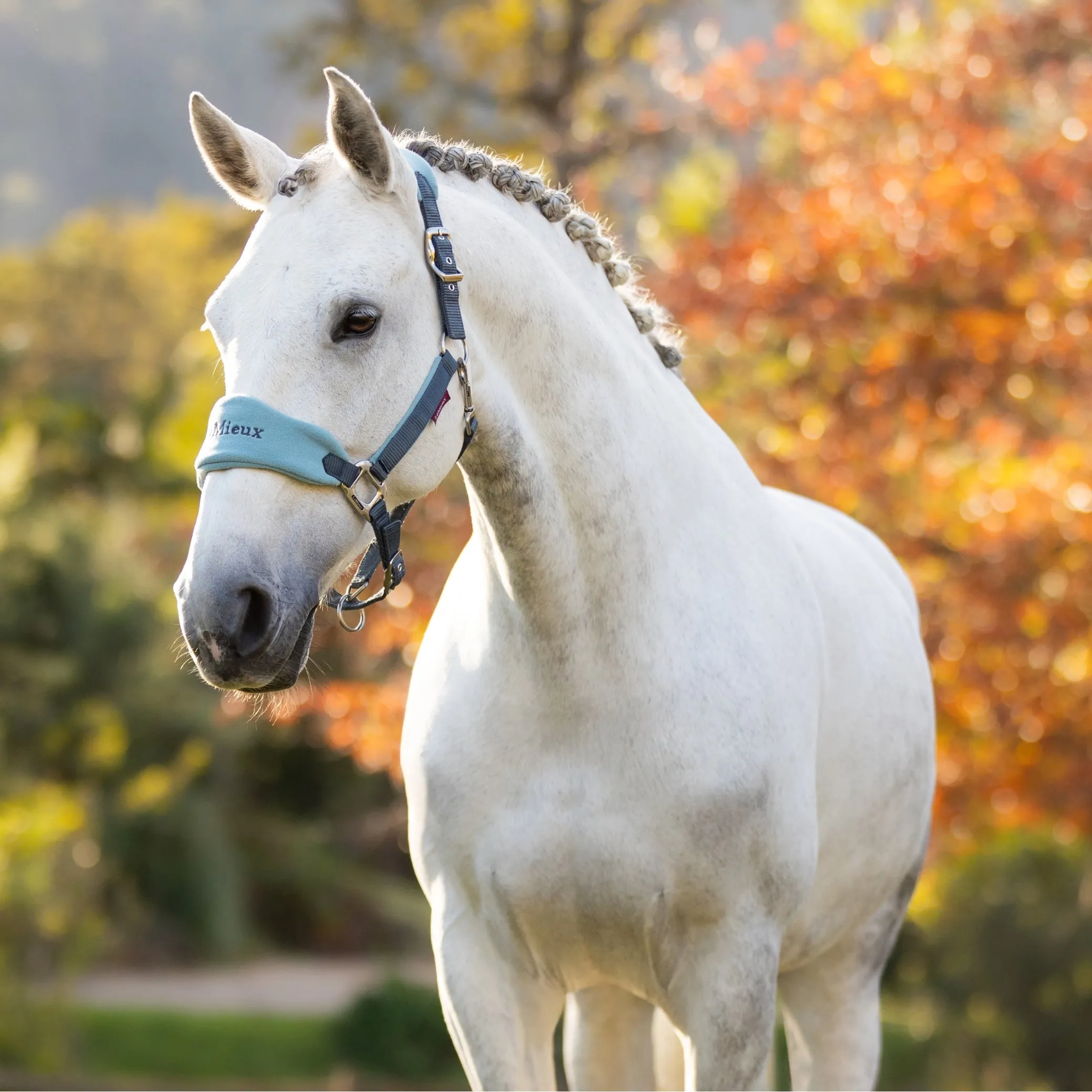 LeMieux Vogue Headcollar