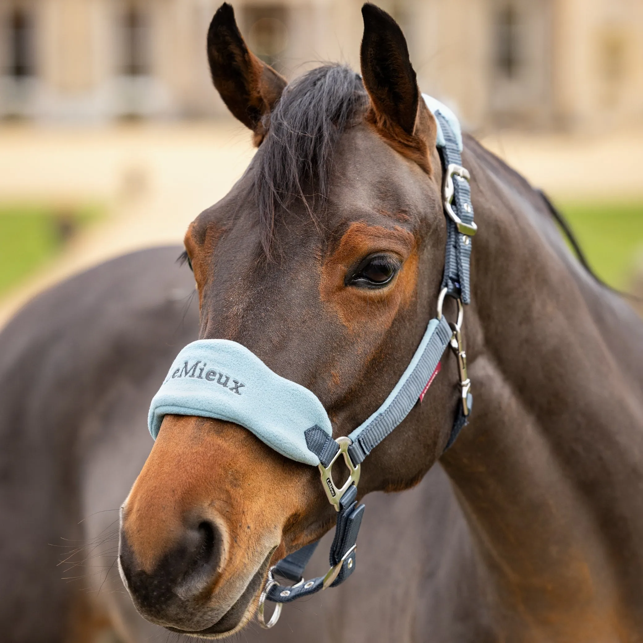 LeMieux Vogue Headcollar